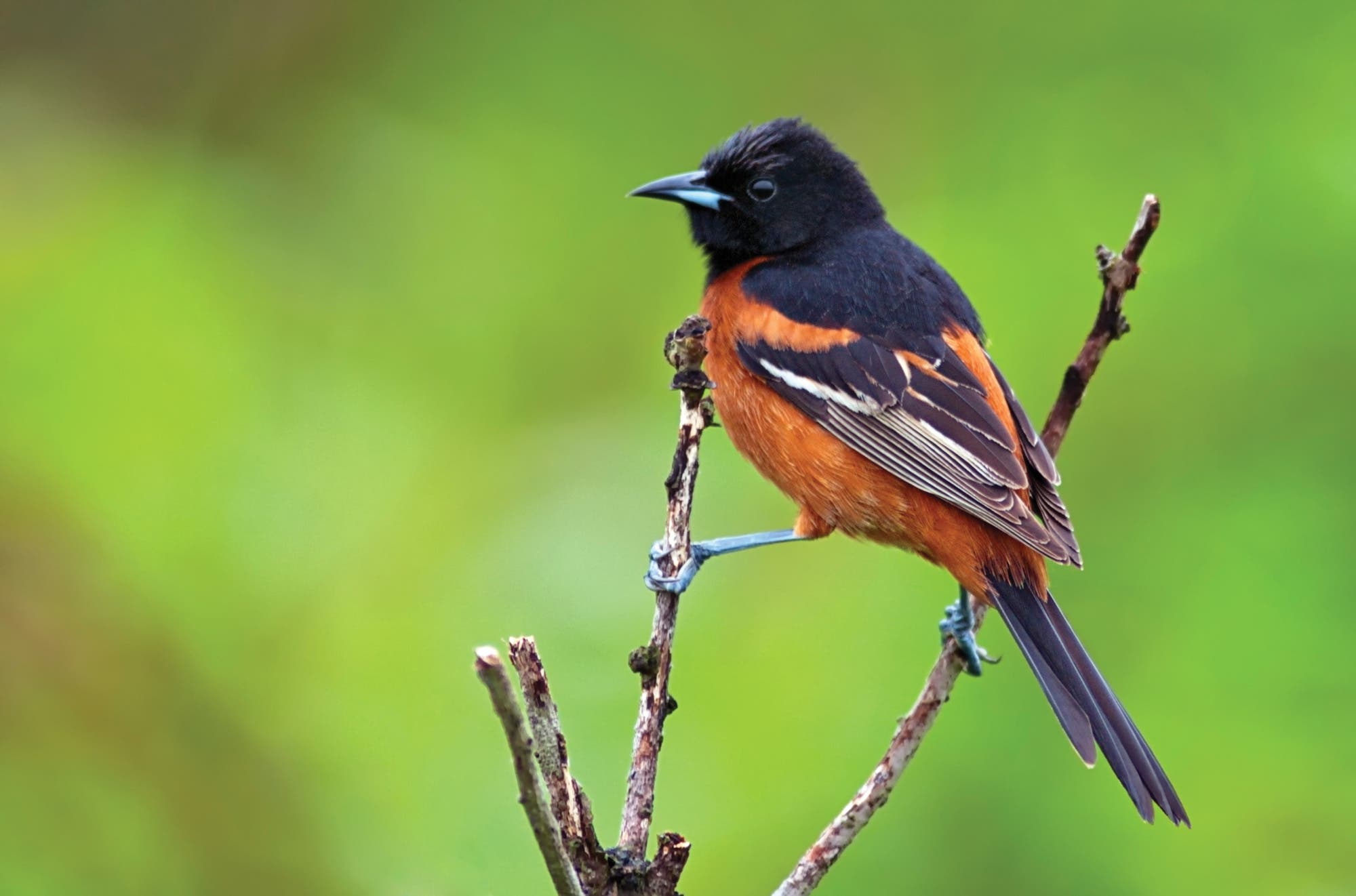 Best Local Hikes Chicago Des Plaines River Trail