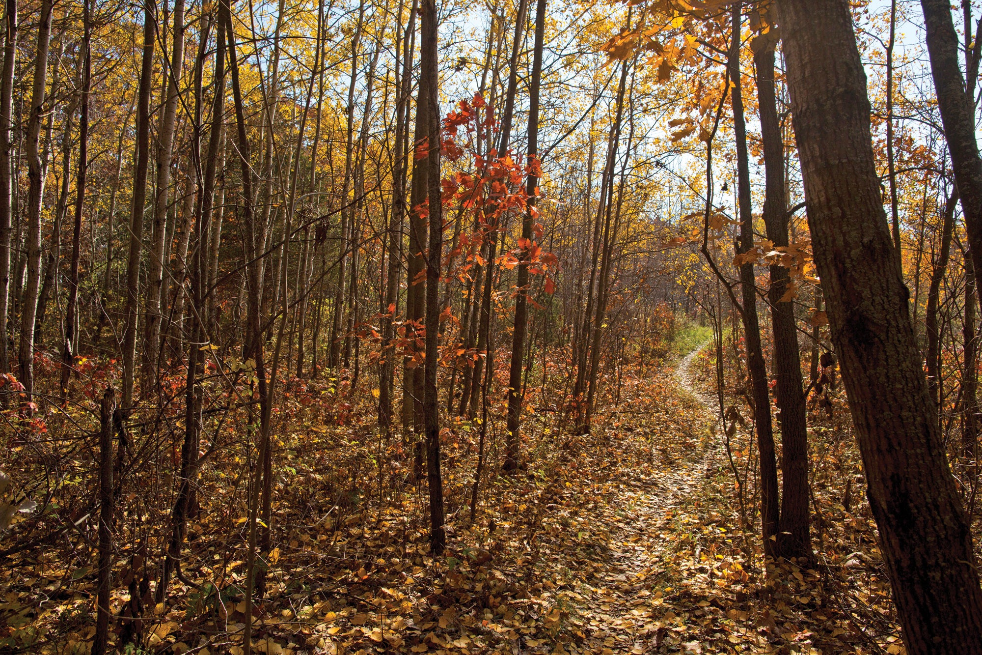 "Best Local Hikes Chicago Ice Age Trail"