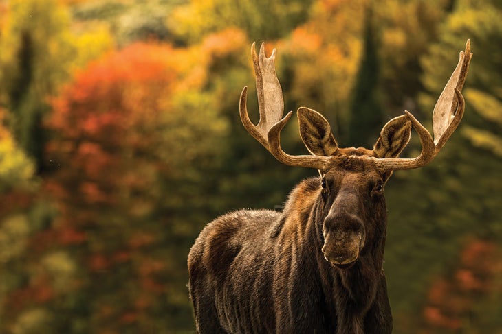 Moose