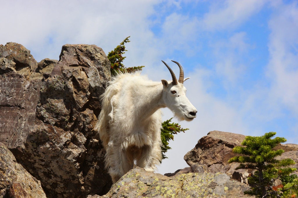 Mountain Goats Surround, Lick Vail Hiker