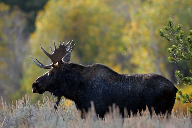 shutterstock_38346355_bull moose None
