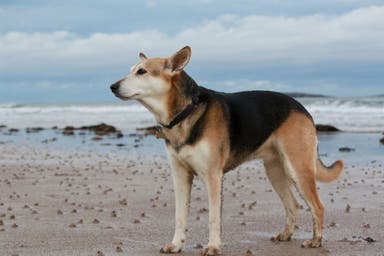 How to Safely Hike, Camp, and Backpack With Your Dog