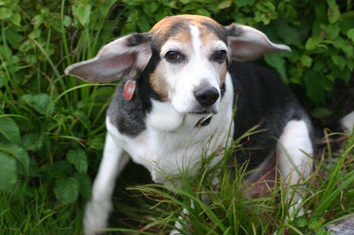 3849395520_24270db48f_o hiking with your dog in heavy undergrowth