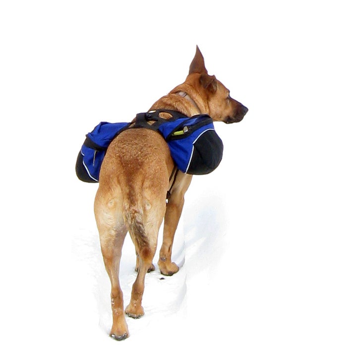 Dog Packing List: What To Pack For An Overnight Stay With Your Dog