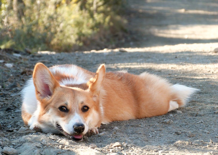 happy_hiking_dog_backpacker_magazine taking rest breaks while hiking with dogs