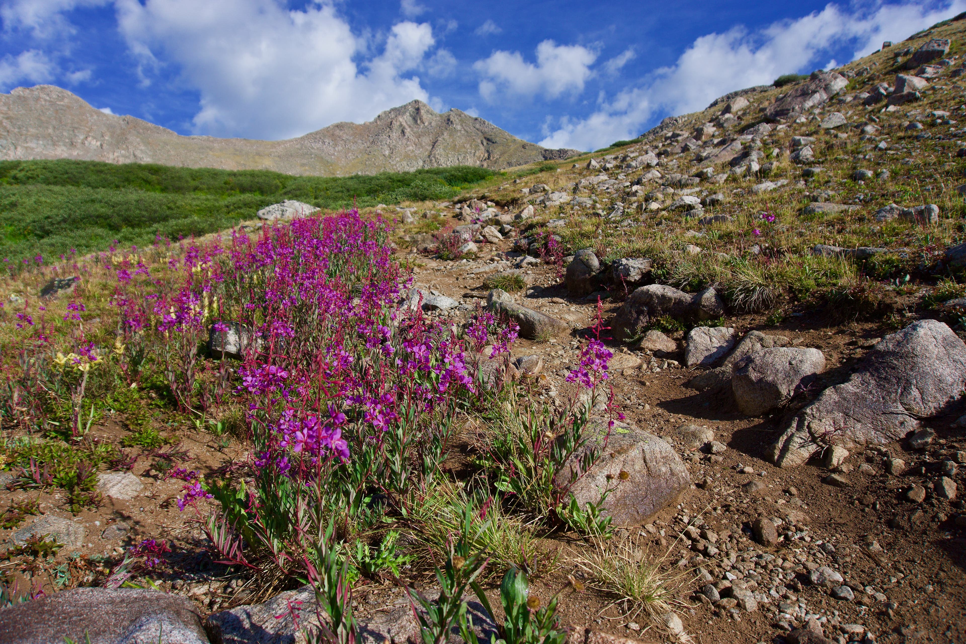 matt-gross-767842-unsplash Mount Harvard, hike the Colorado Trail