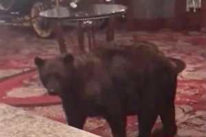 Watch: Bear Visits The Shining Hotel