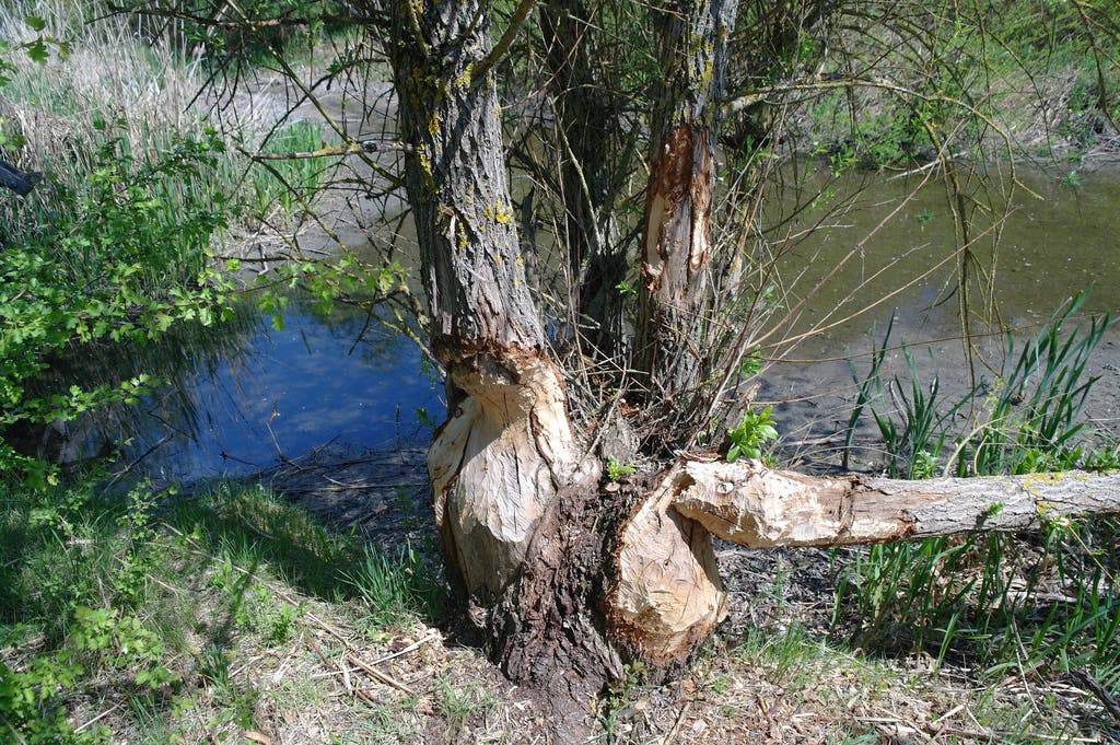 5763930129_6df121098f_b (1) beaver tree