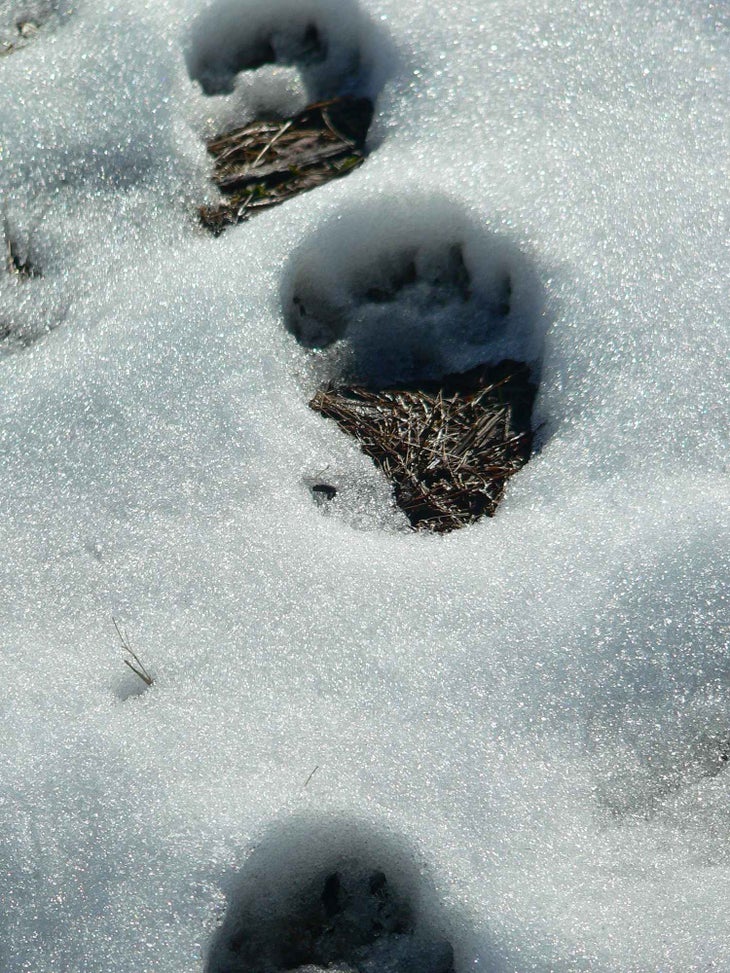 Identifying Animal Tracks - Missouri Great Outdoors