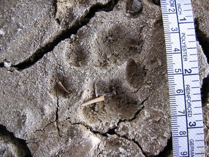 Bobcat_tracks_in_mud Bobcat Track