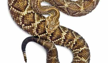 BP0612SURV Age Rattlesnake 445x260 37515 BP0612SURV_age_rattlesnake_445x260