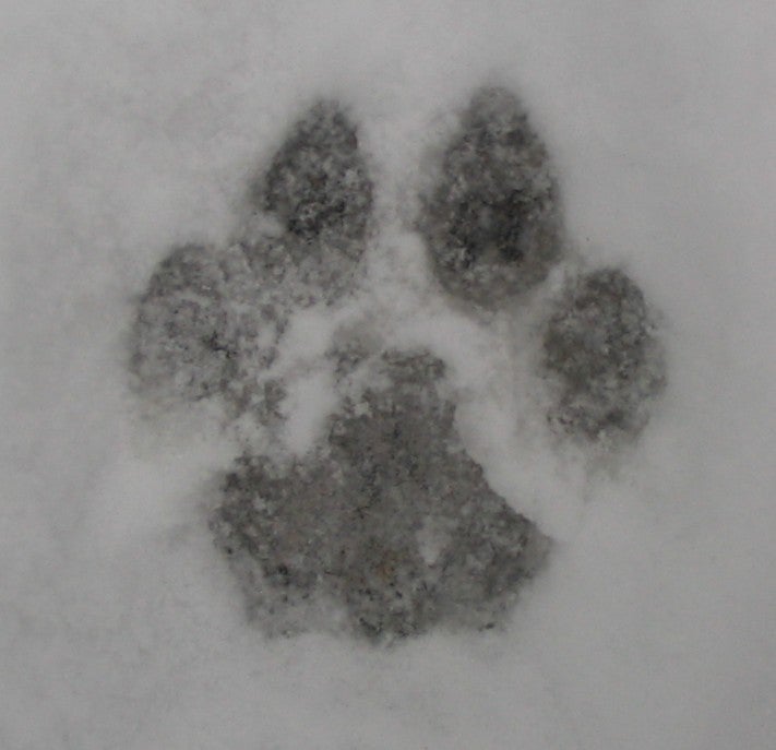 Cougar_track Mountain Lion Track