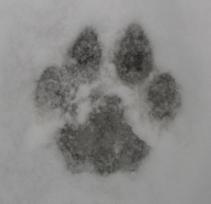 How to Recognize Animal Tracks in the Snow - The North River