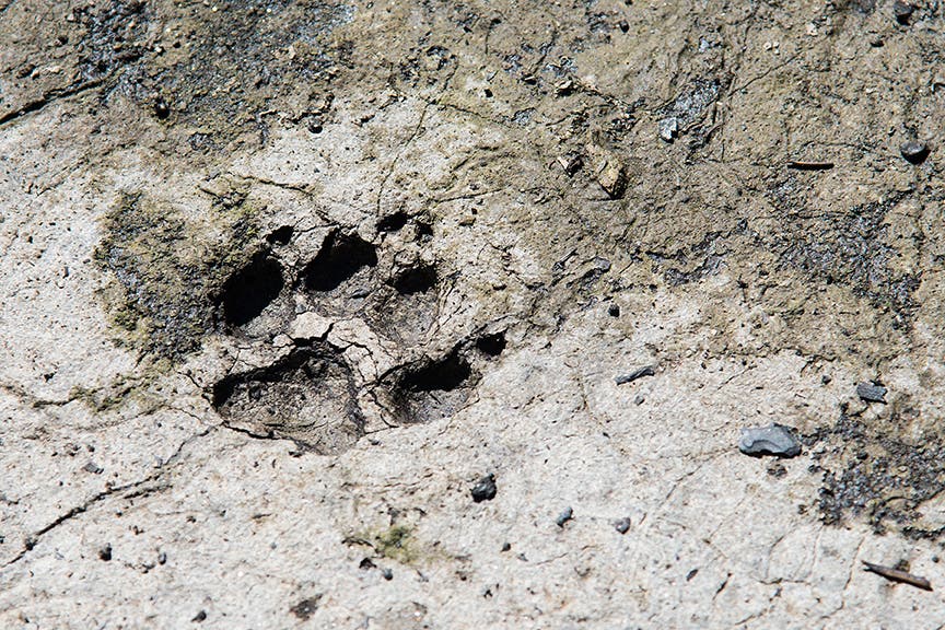 Coyote Track