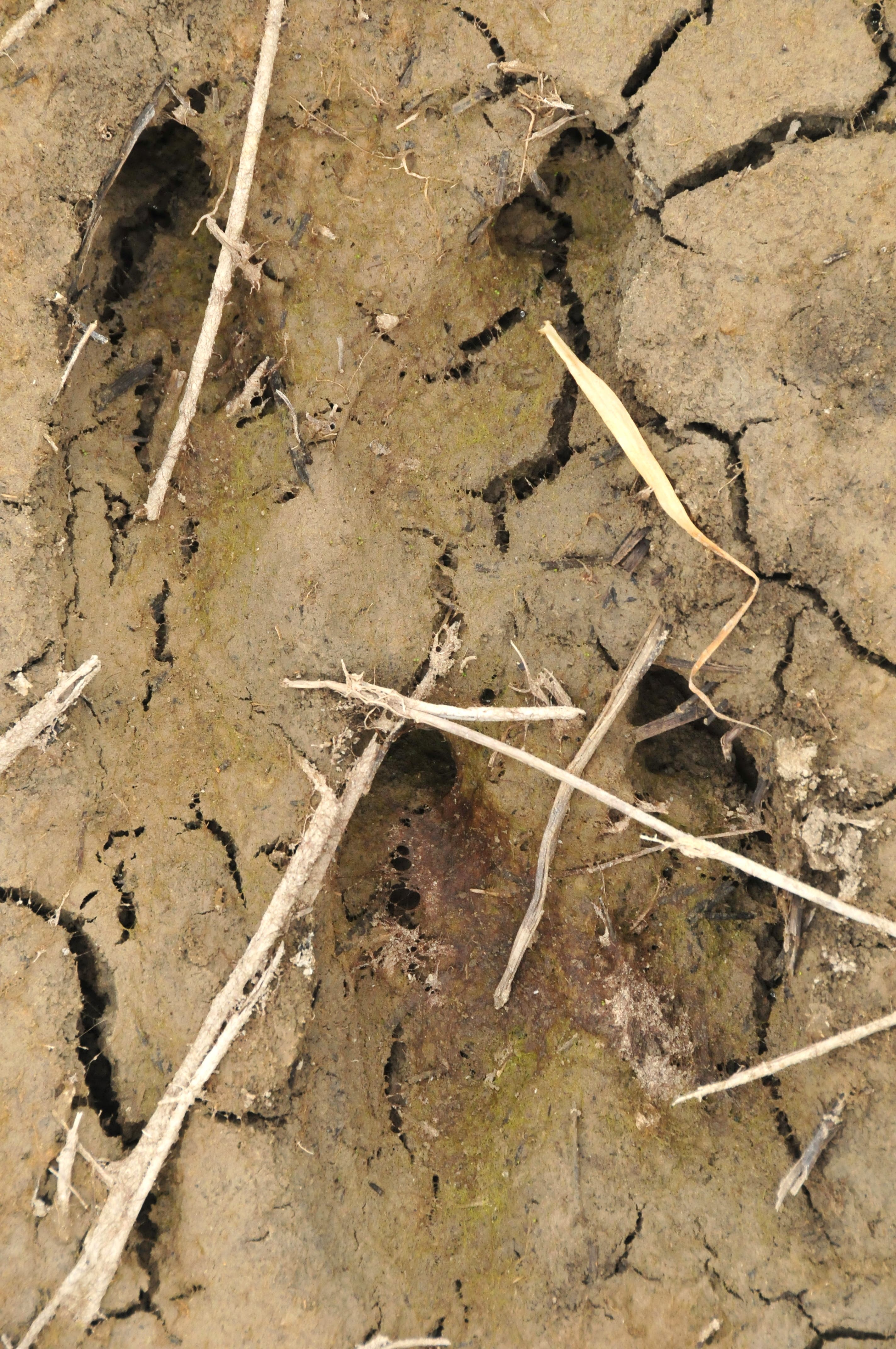 Moose_Tracks_on_Seedskadee_National_Wildlife_Refuge_(22388750875) Moose Tracks