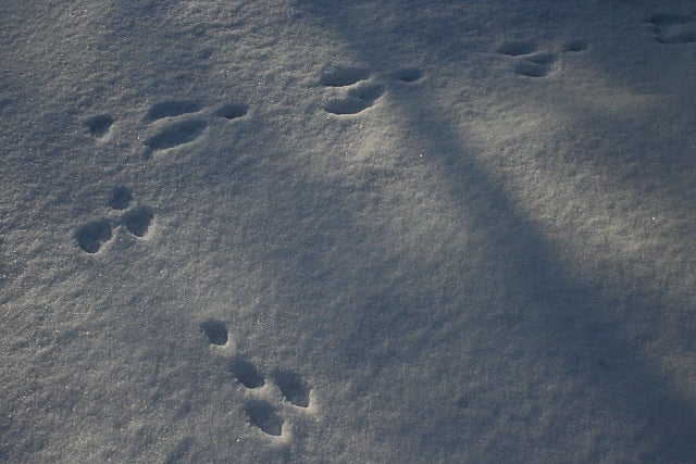 How to Recognize Animal Tracks in the Snow - The North River