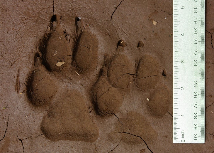 Wolf_tracks_(17292442642) Wolf Tracks