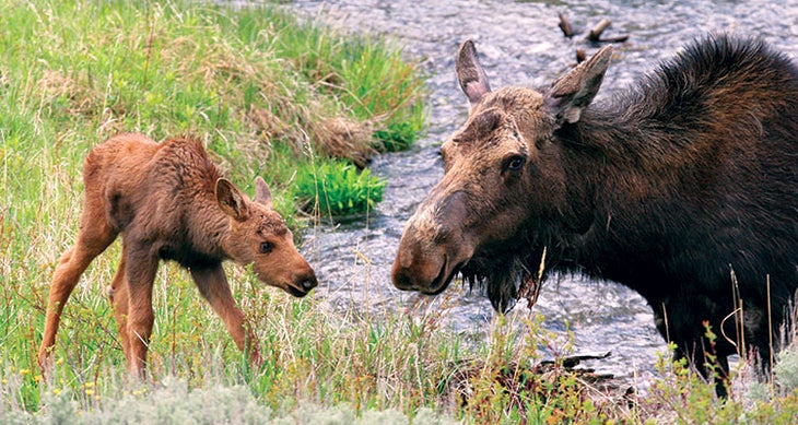 0816NOW_DEST_MOOSE2 Yellowstone Thorofare