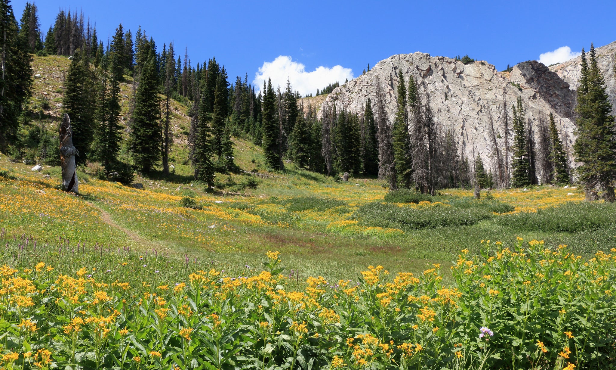 "Medicine Bow National Forest"