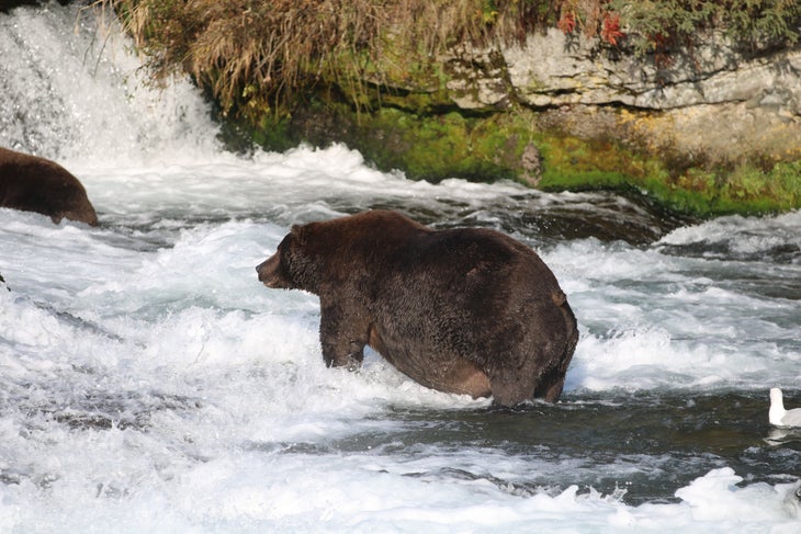 31225275918_ed62e08be8_k katmai bear