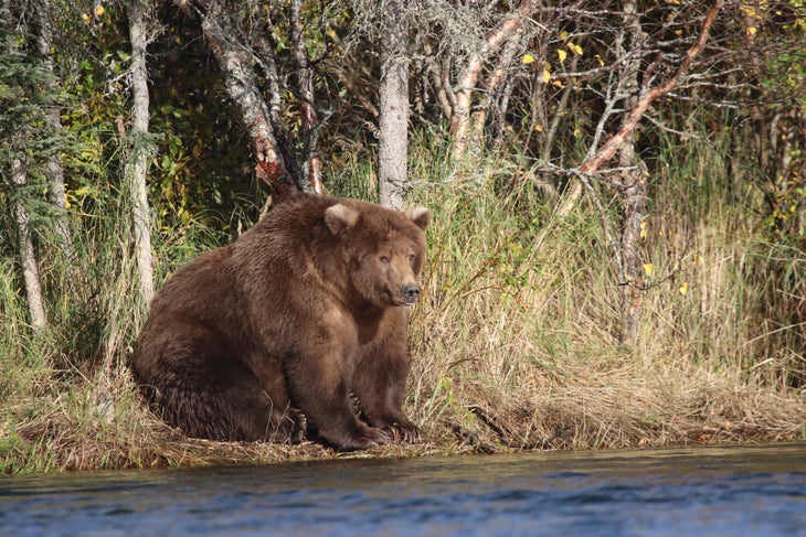 44187744155_80353f4089_o beadnose bear
