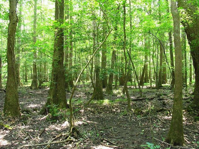 5797818963_1364f61217_z Congaree river trail