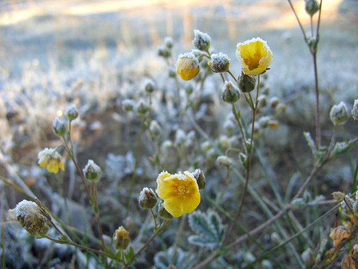 frost cold weather camping frost