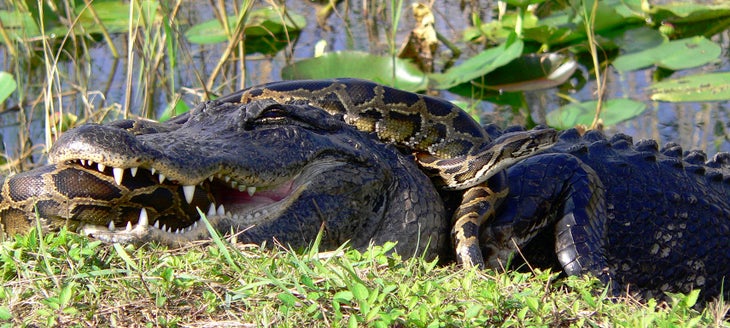 Gator_and_Python_retouched Everglades