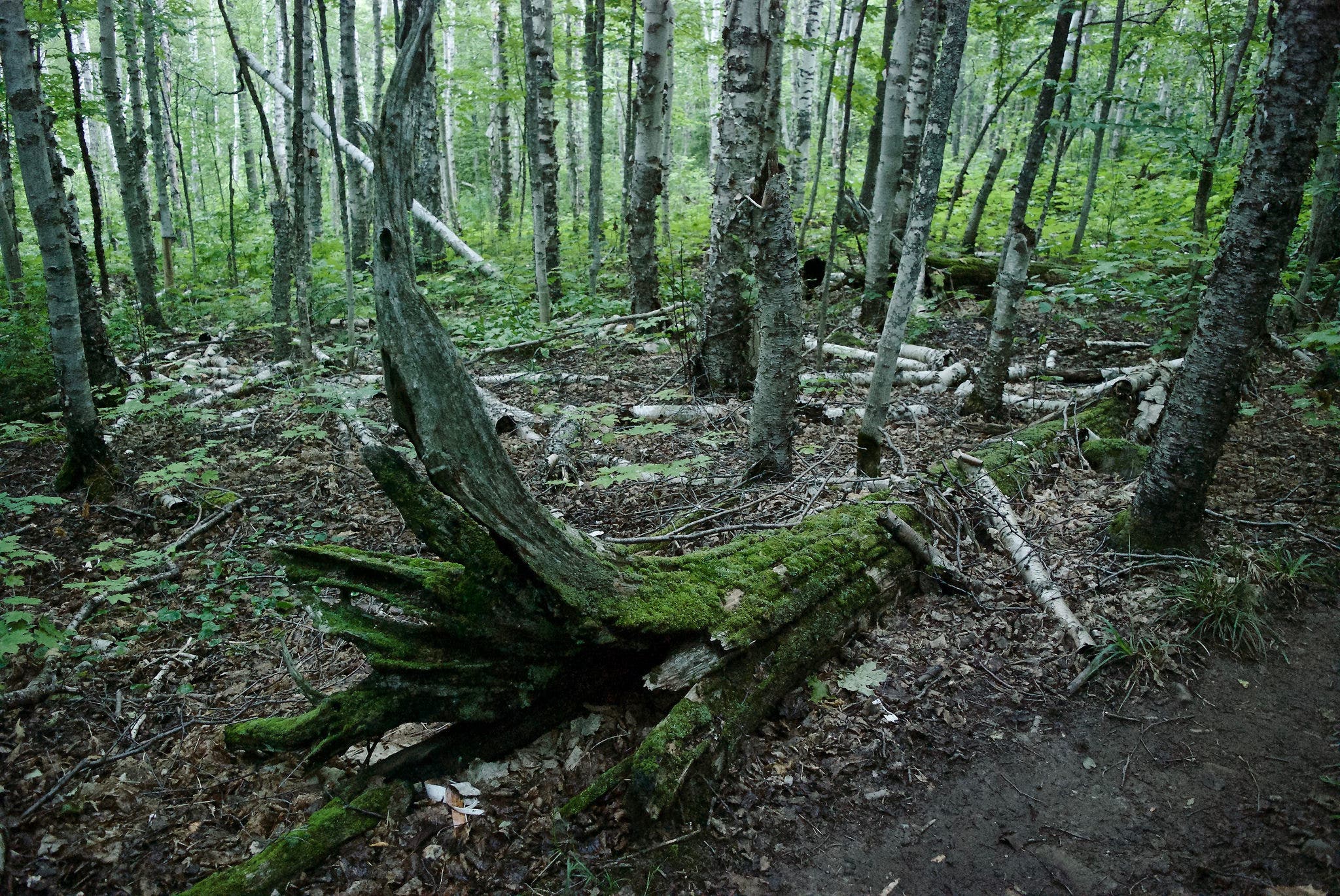 isle royale Isle Royale