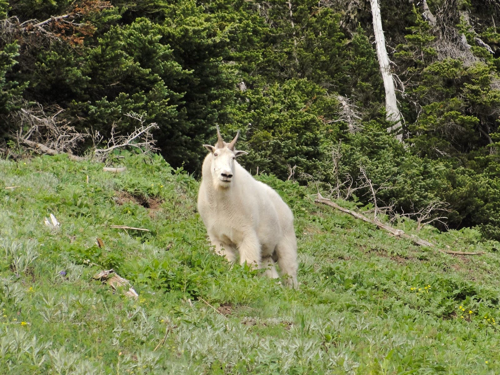 Goats Airlifted Out of Washington’s Olympic National Park