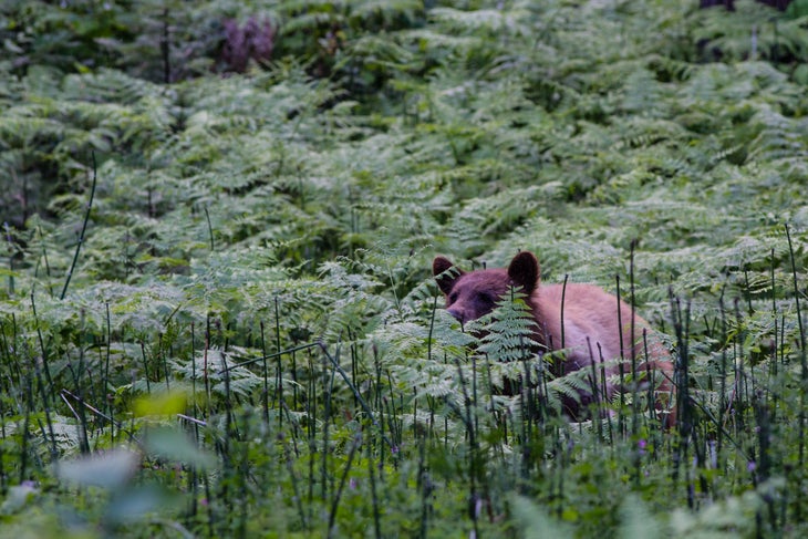 yosemite bear Bear