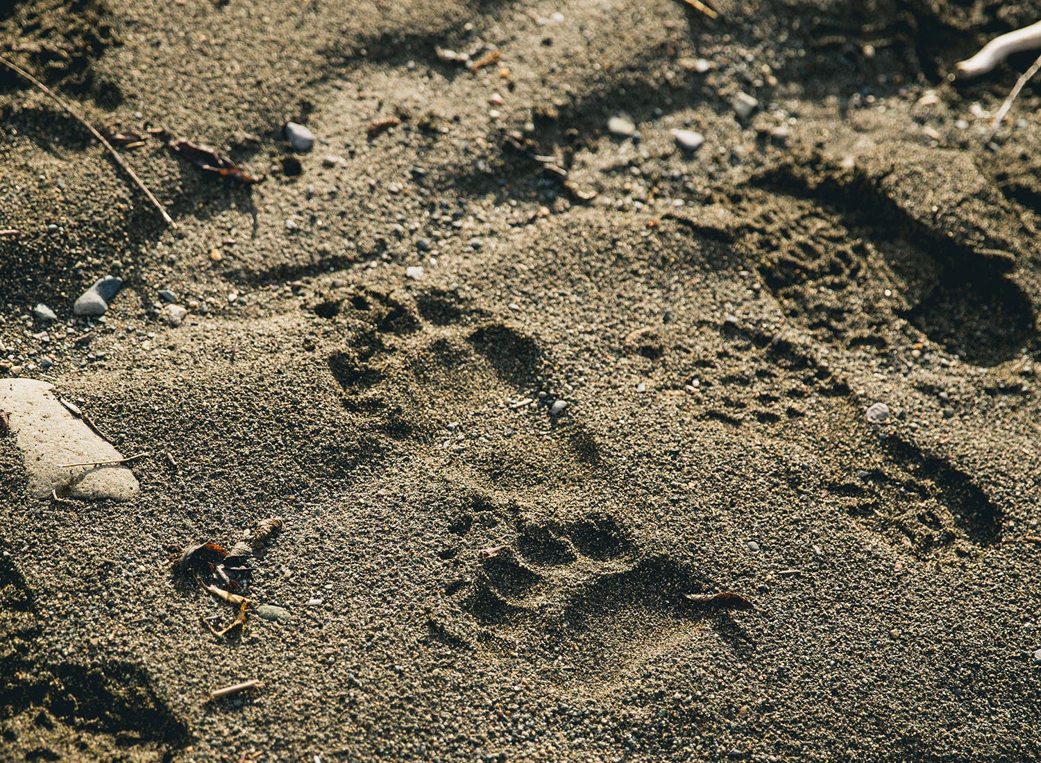 18_AKPackrafting2018_WrangellStEliasNP_CDBrown-7687 None