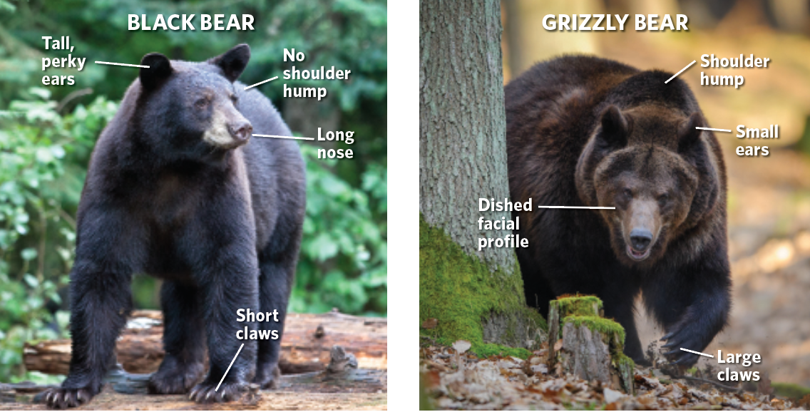 Screen Shot 2018-11-07 at 3.33.47 PM None