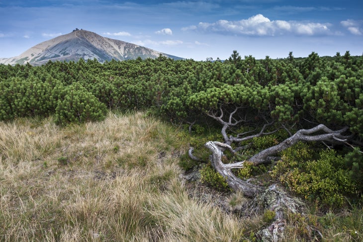 sniezka Brown grass is in the foreground with a layer of trees and brush following before Snieza Mountain in Karkanosze, Poland.