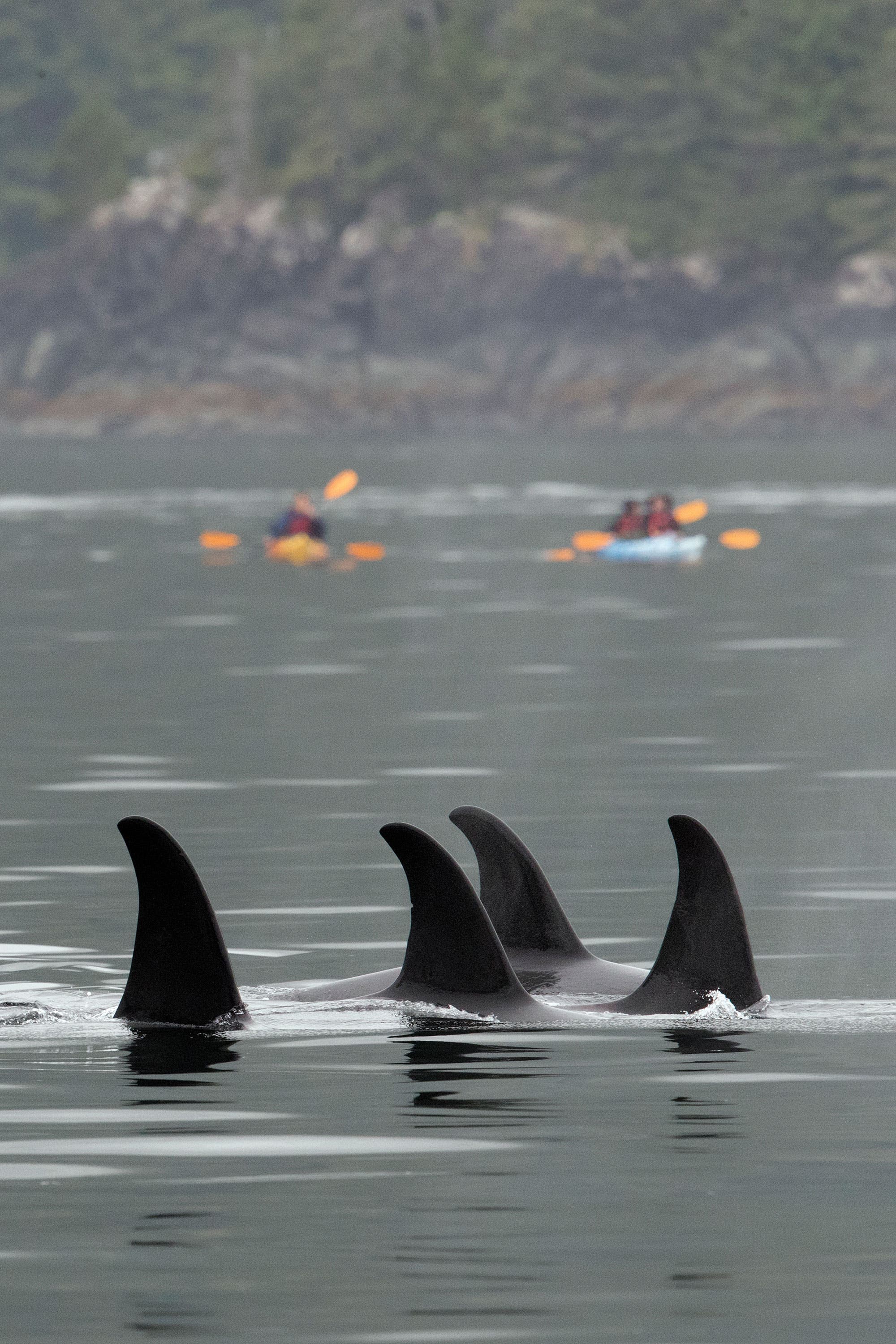 BP0119_Canada_johnemarriott_57I4022_2 None