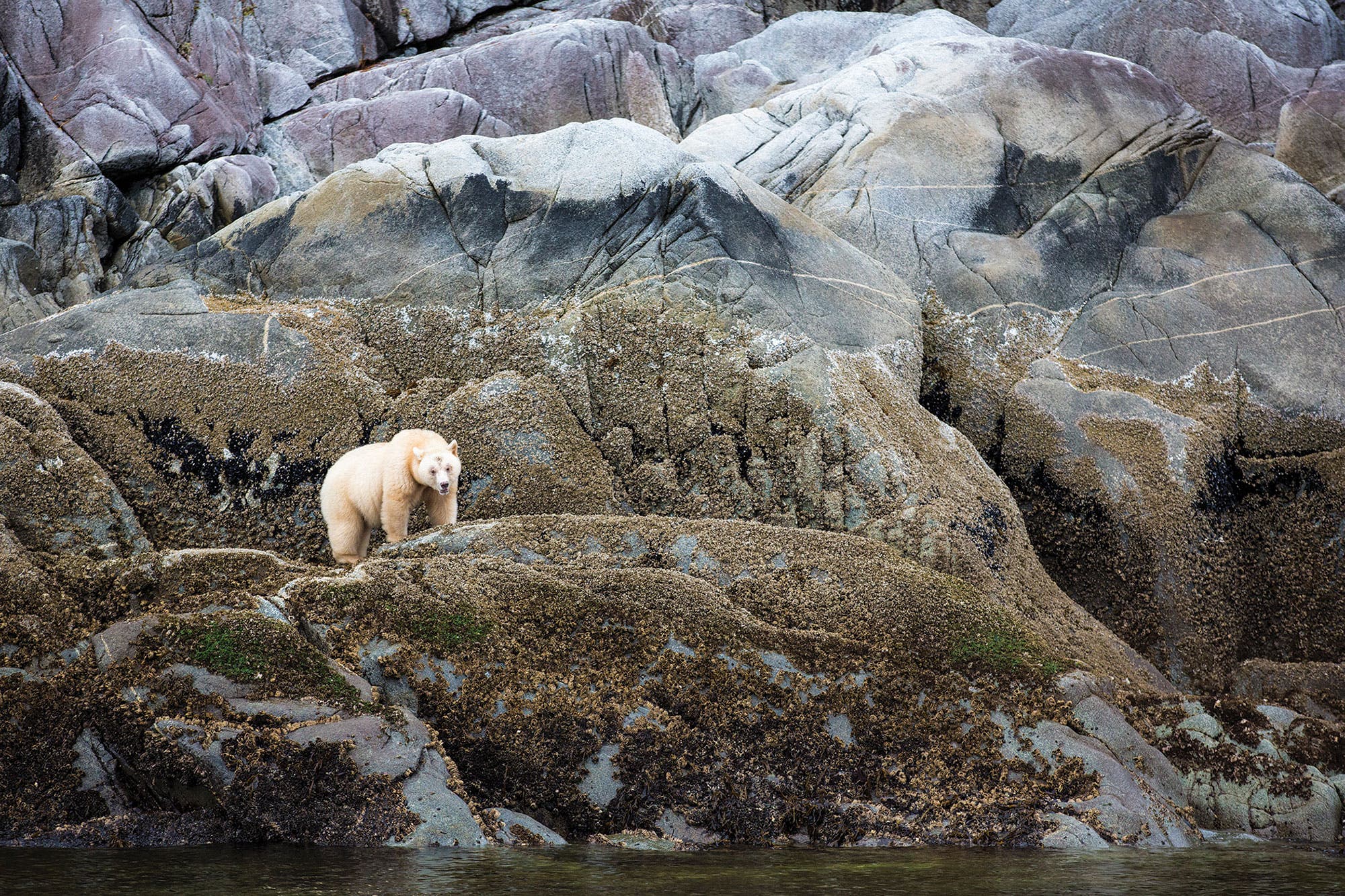 BP0119_Canada_johnemarriott_blb1073_kermode None