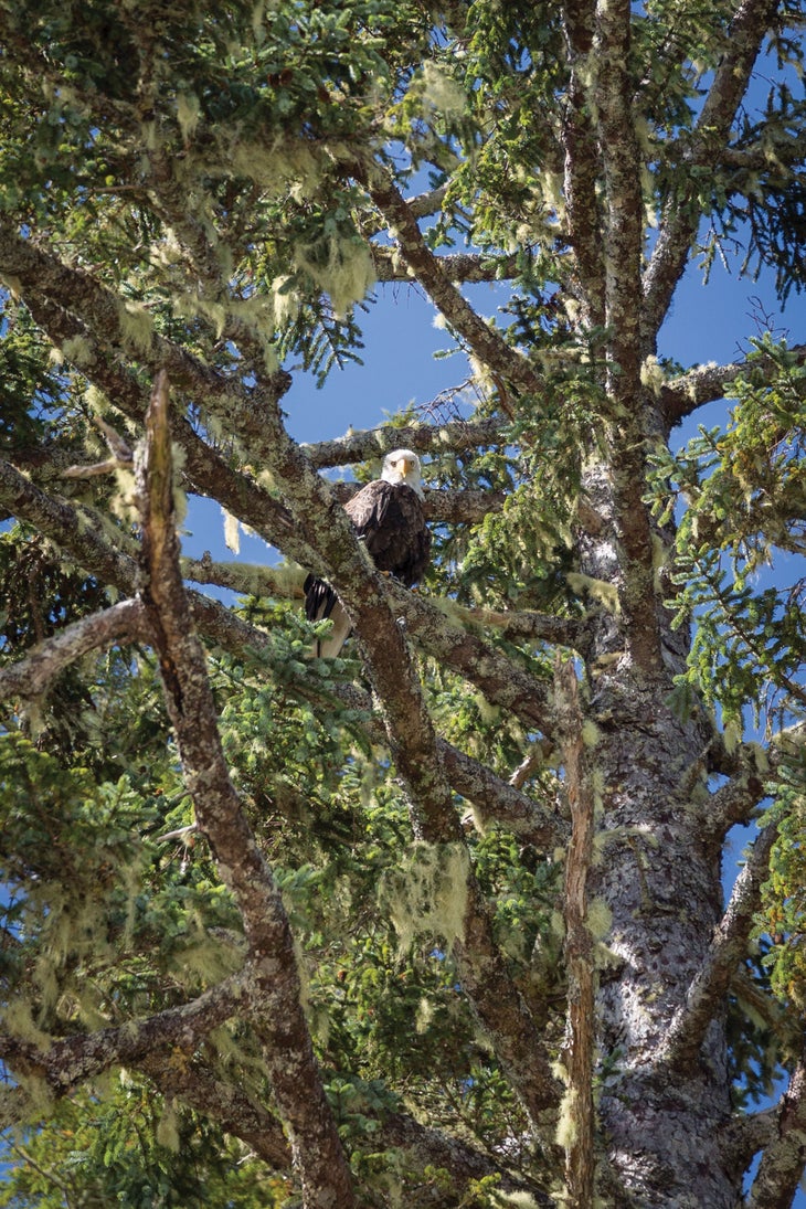 BP0119_Canada_TegraNuess20180814_GBR_293 None