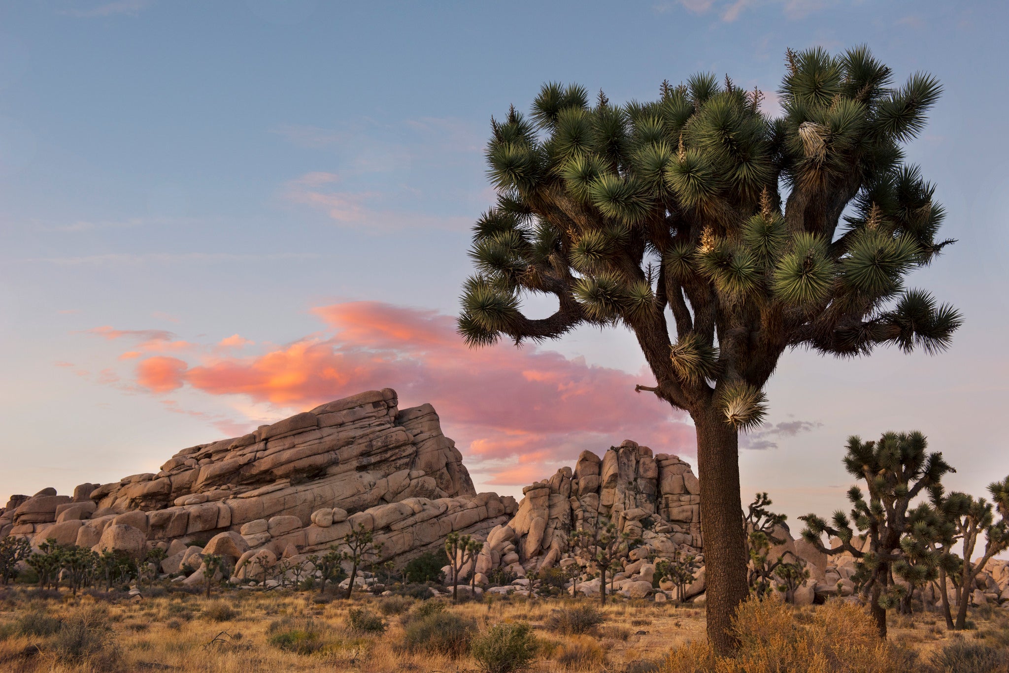 "Joshua Tree"