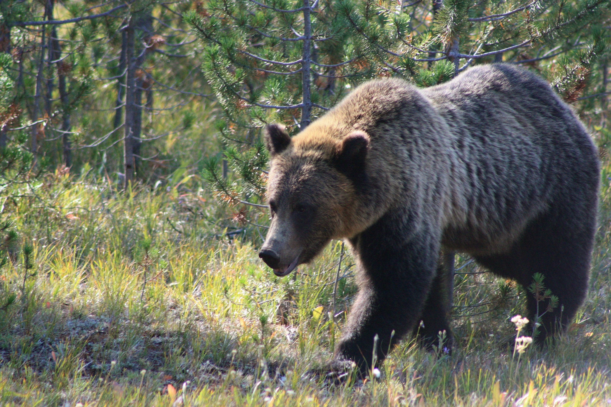 Hiking with dogs in bear clearance country