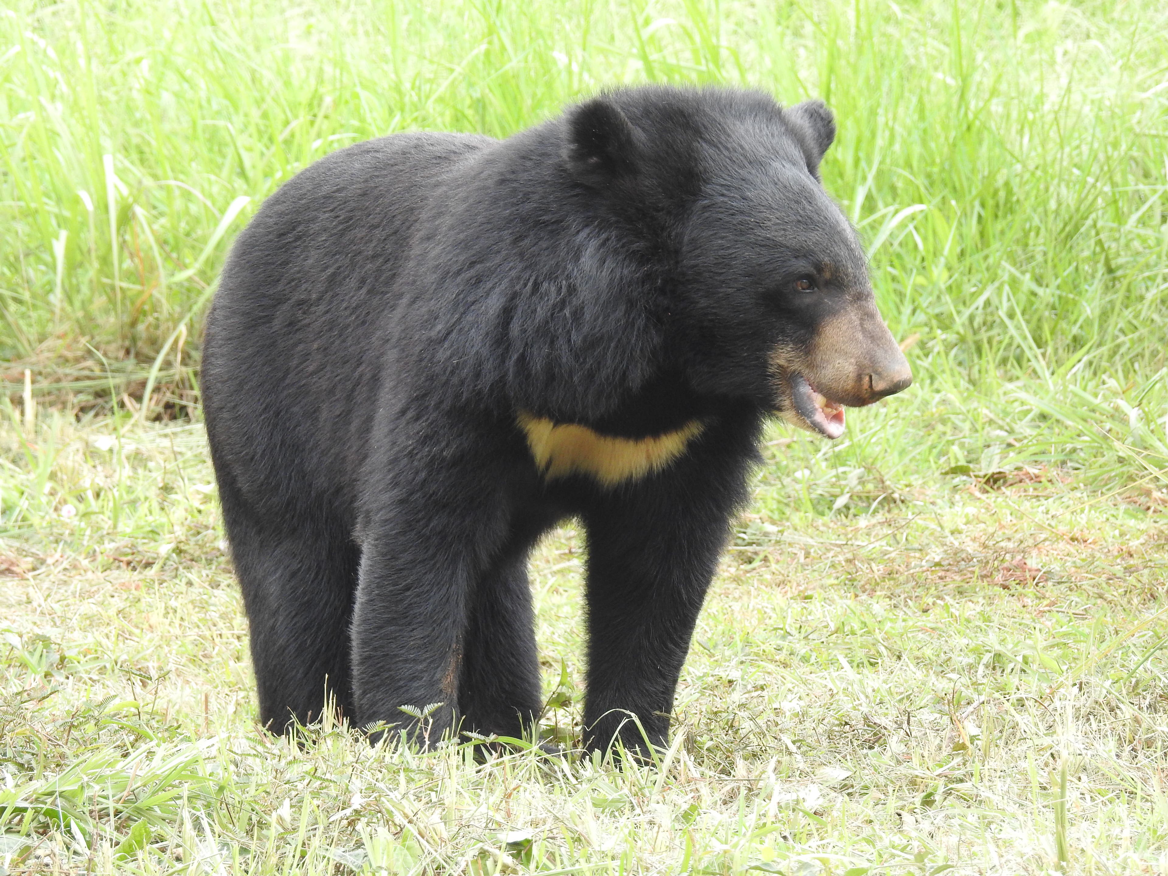 Asian Black Bear