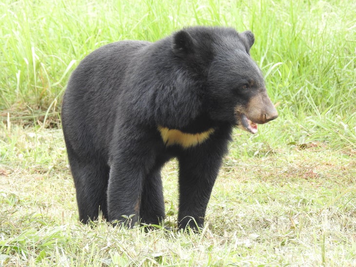 asian black bear Asian Black Bear