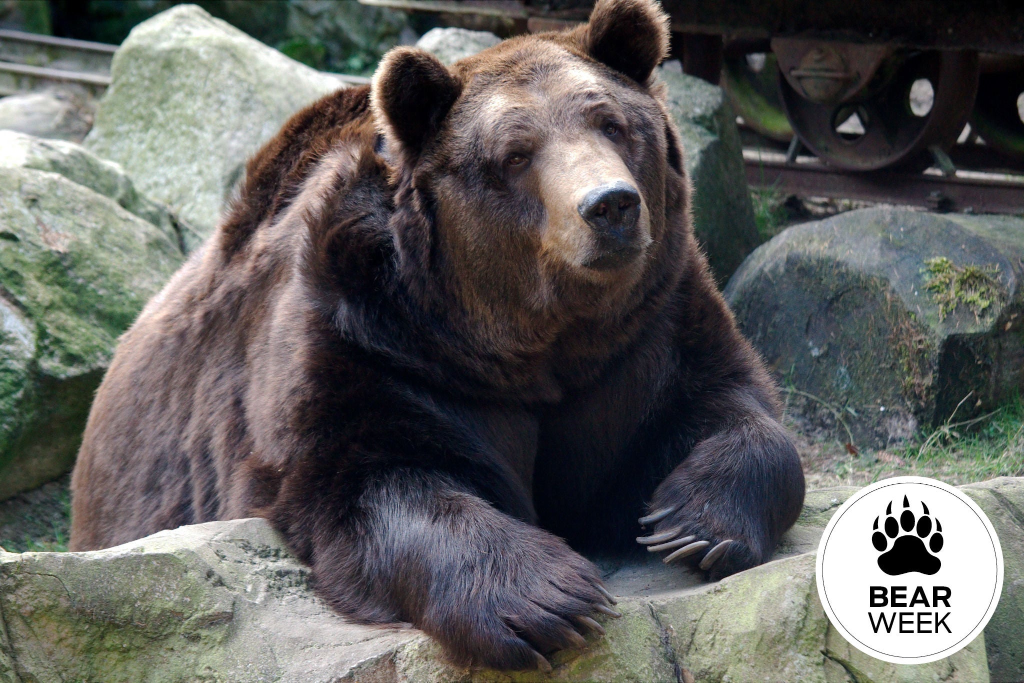 How did bear (the animal) get the same word as bear (the verb)? - Quora