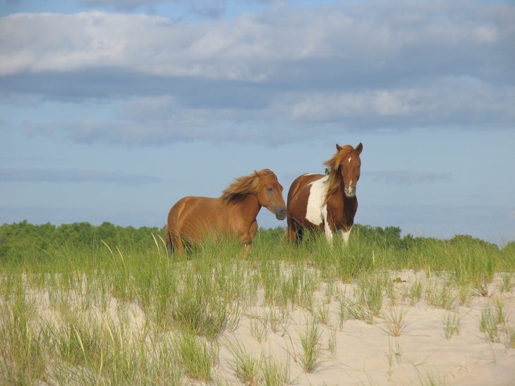 Assateague-Island-Horses None