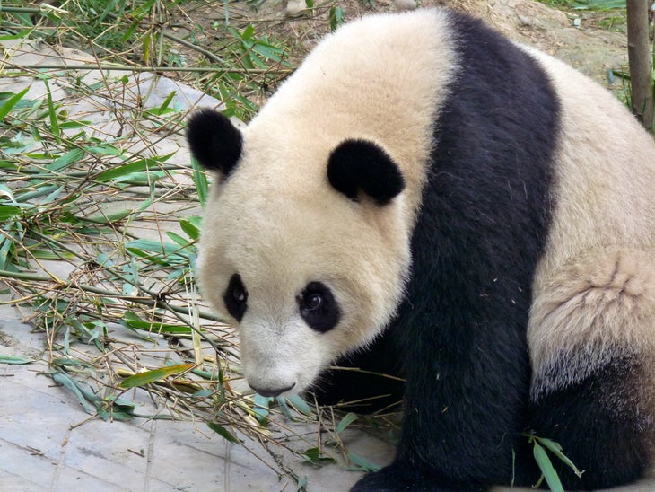 giant panda Panda