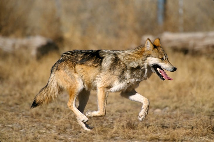 mexican wolf None