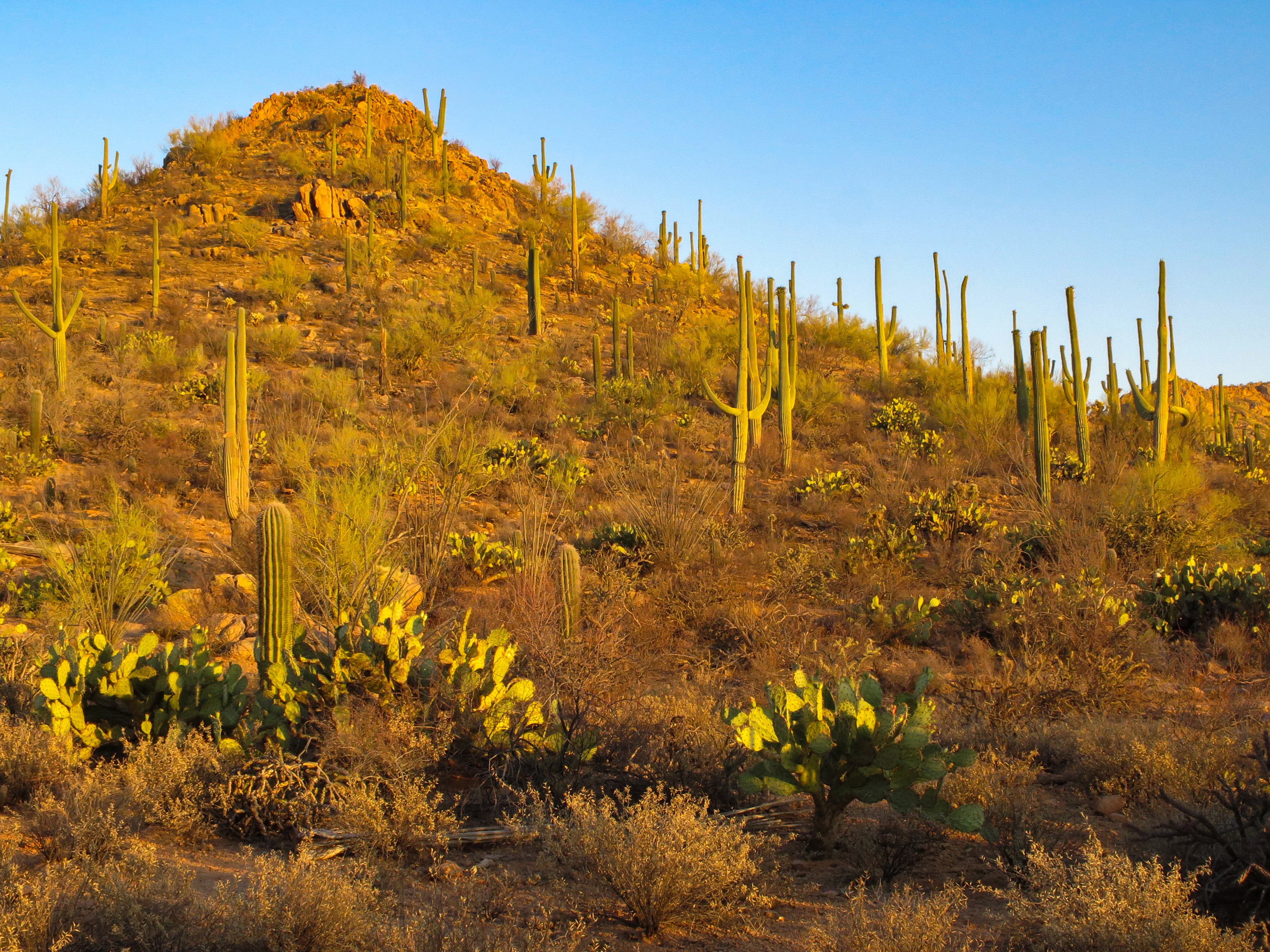 Saguaro-National-Park None