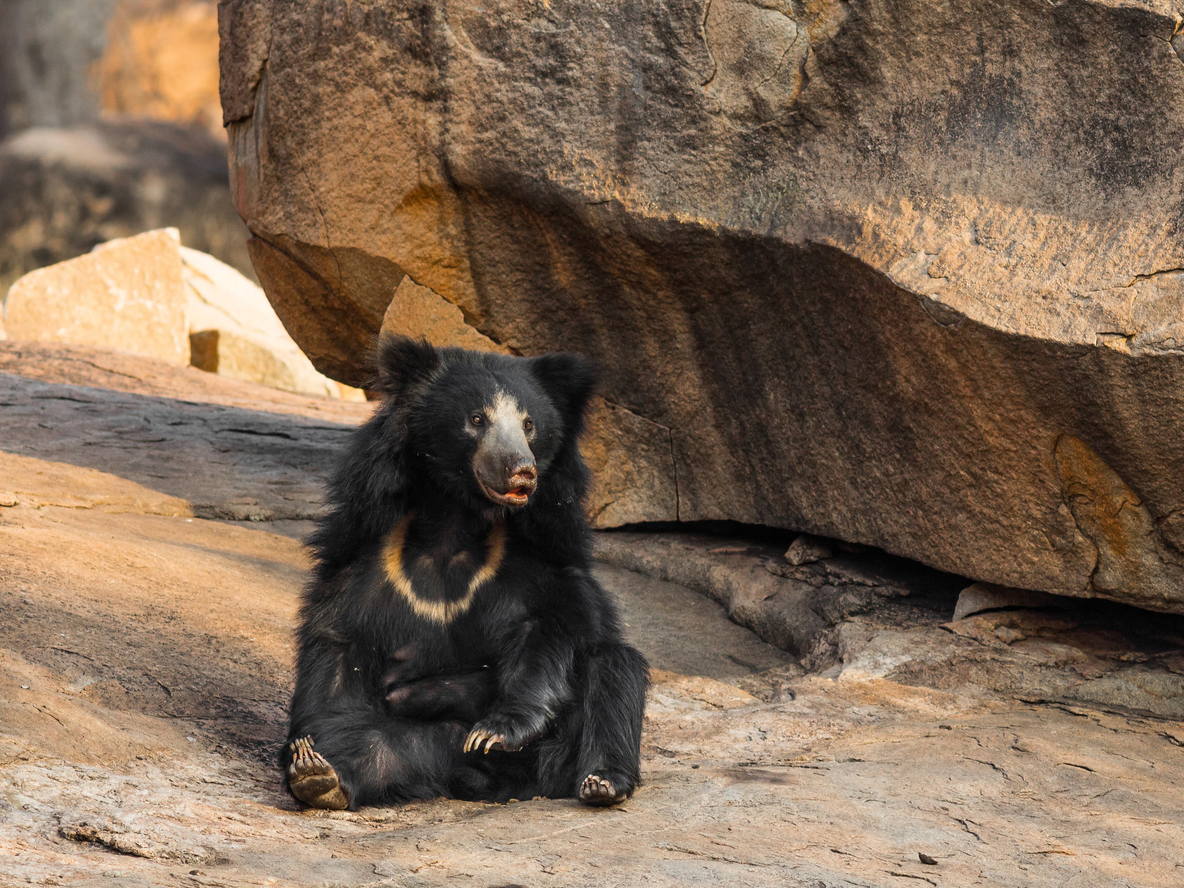 sloth bear Sloth Bear