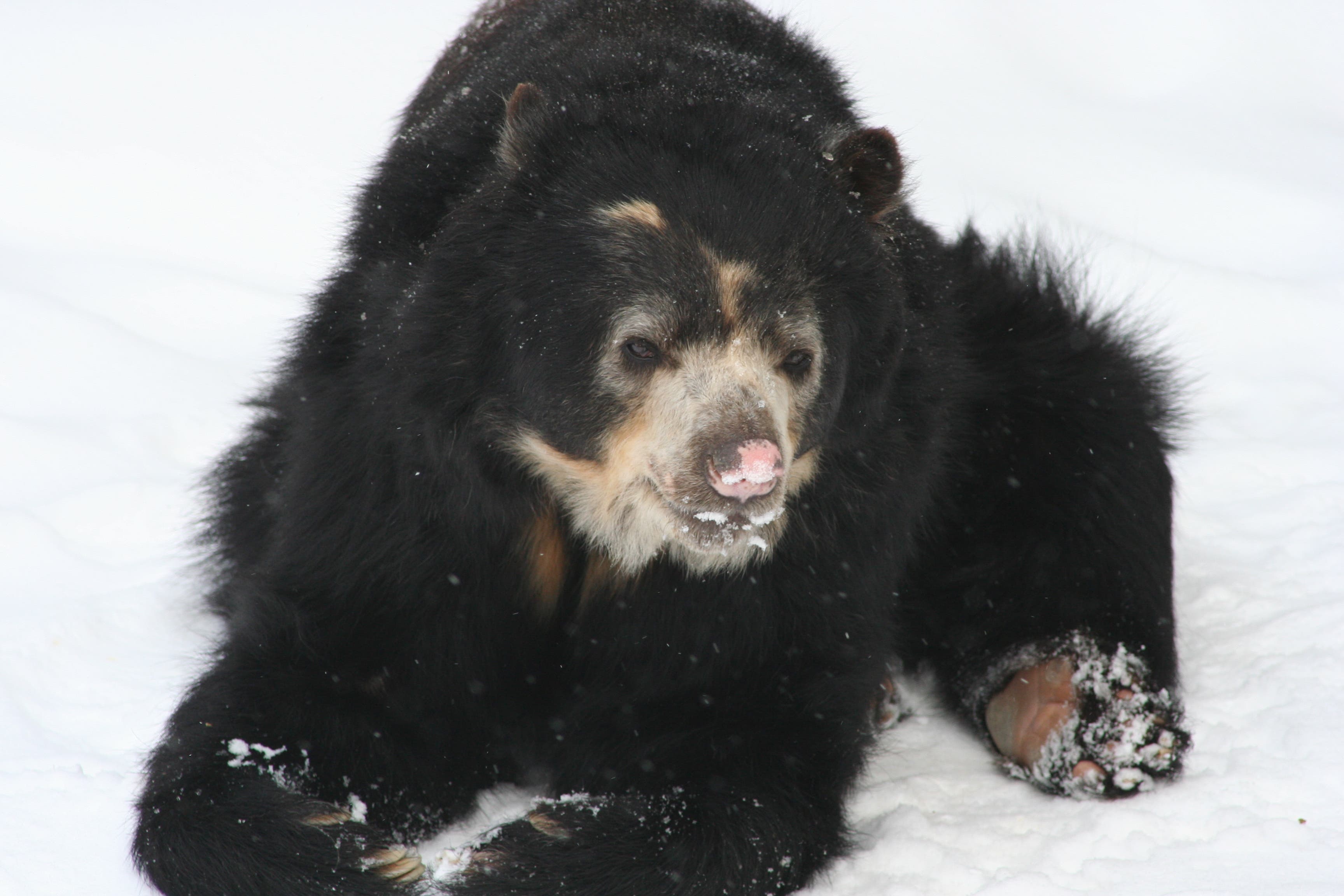 spectacled bear spectacled bear
