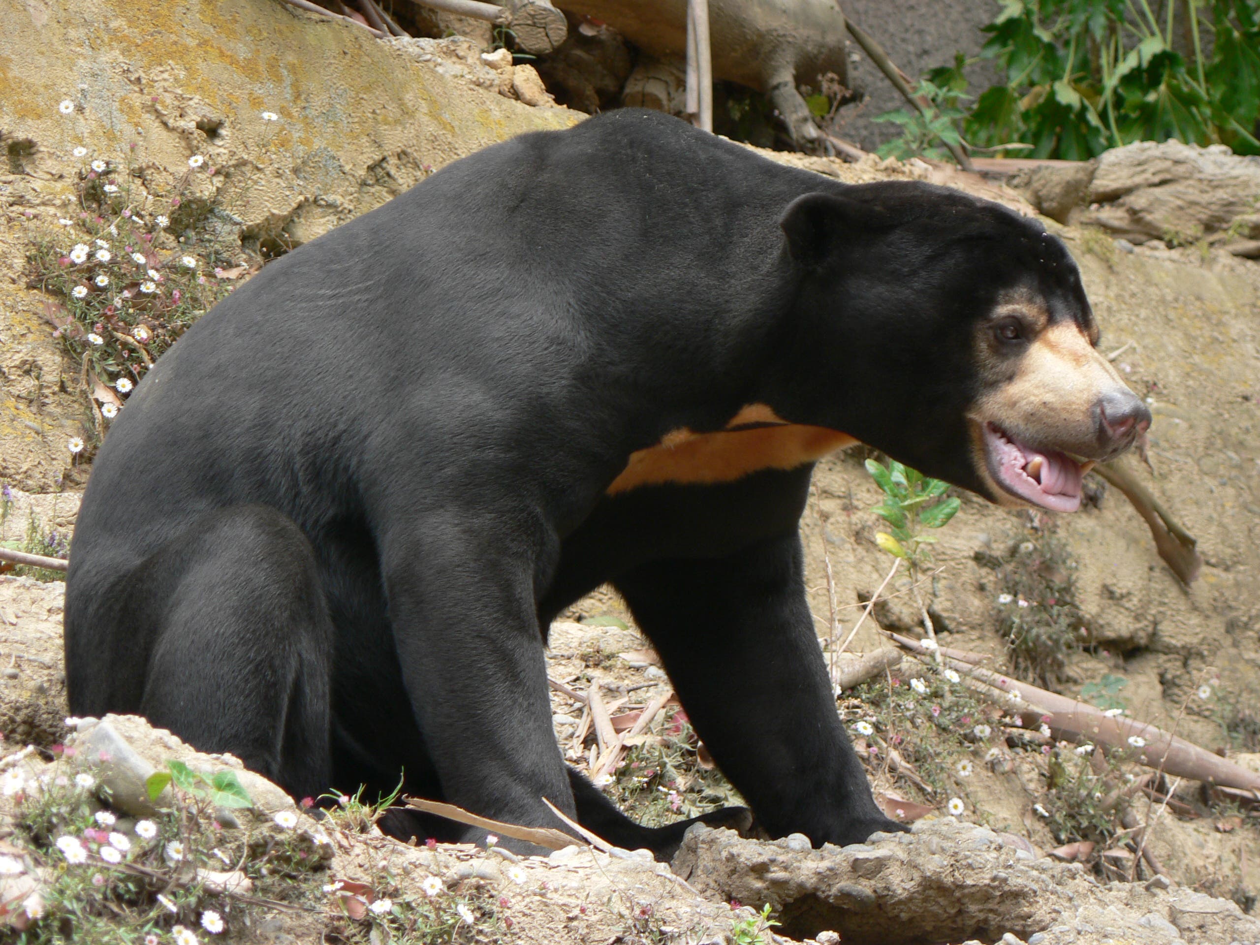 sun bear None