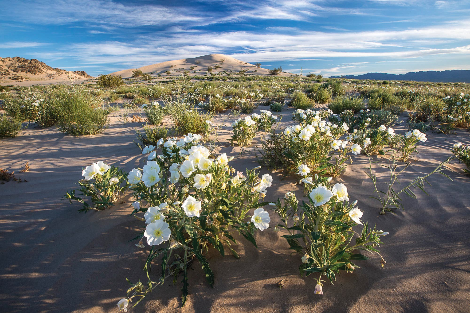0519_BLM_CaldizBWick Cadiz Dunes